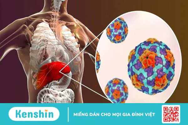 Cây mắt mèo (móc mèo) chữa bệnh gì? 10 tác dụng và lưu ý sử dụng trong chữa bệnh