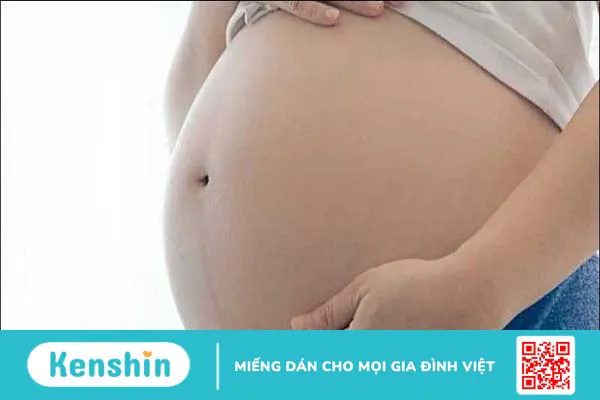 Cây mắt mèo (móc mèo) chữa bệnh gì? 10 tác dụng và lưu ý sử dụng trong chữa bệnh