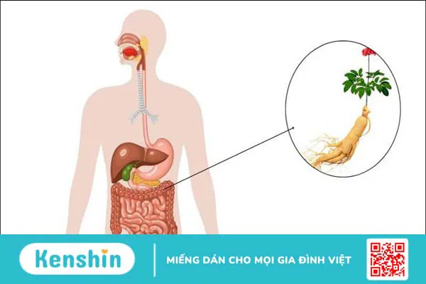 Cây sâm bố chính có tác dụng gì? 19 cách dùng hiệu quả cho sức khoẻ