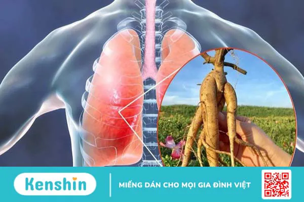 Cây sâm bố chính có tác dụng gì? 19 cách dùng hiệu quả cho sức khoẻ