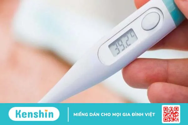 Cây sâm bố chính có tác dụng gì? 19 cách dùng hiệu quả cho sức khoẻ