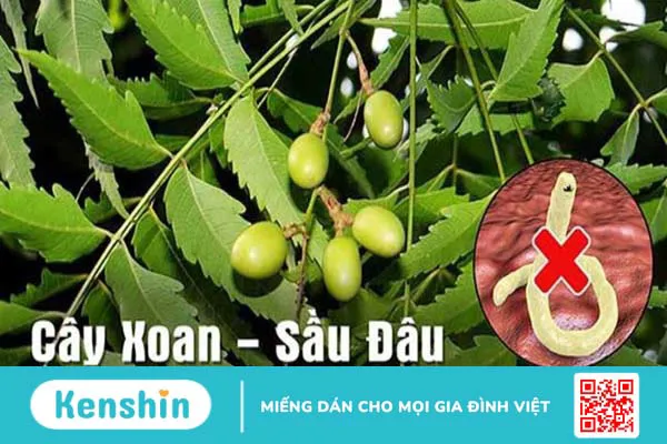 Cây sầu đâu là gì? 9 công dụng điều trị bệnh và lưu ý sử dụng