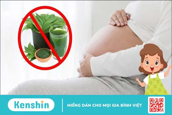 Cây sầu đâu là gì? 9 công dụng điều trị bệnh và lưu ý sử dụng