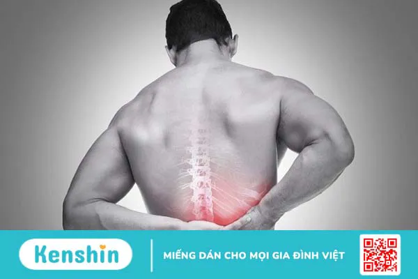 Cây vòi voi có tác dụng gì? Chữa được bệnh gì? Lưu ý khi sử dụng