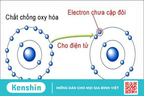 Chất chống oxy hóa là gì? Các lợi ích của chất chống oxy hóa