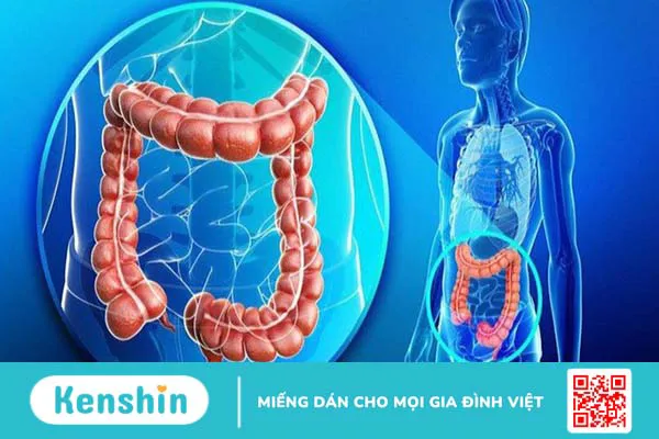 Chất xơ không hòa tan là gì? Vai trò chất xơ hoà tan với cơ thể