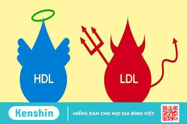 Chỉ số LDL-C trong máu là gì? LDL bình thường là bao nhiêu?