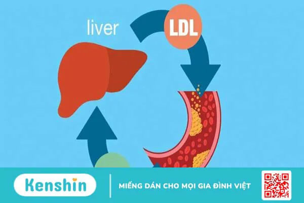 Cholesterol là gì? Có mấy loại cholesterol?