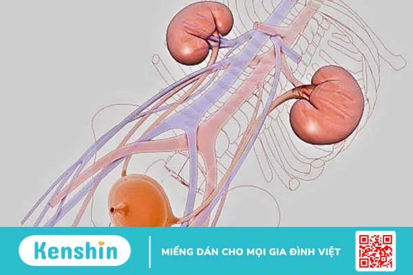 Chôm chôm có tác dụng gì? 17 tác dụng của chôm chôm và lưu ý khi ăn