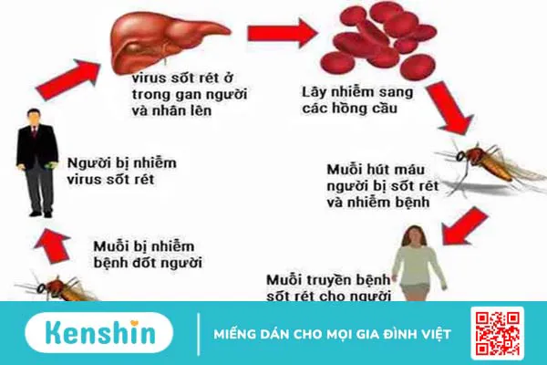 Chu kì phát triển của ký sinh trùng sốt rét