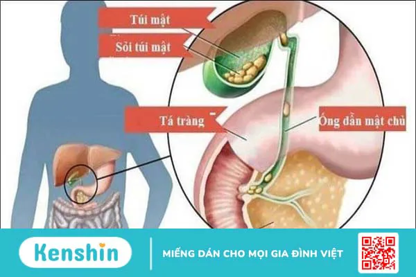 Cỏ lúa mạch là gì? Lợi ích sức khỏe và lưu ý khi sử dụng