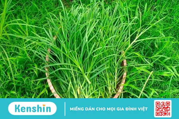 Cỏ mần trầu: Công dụng, cách dùng, lưu ý khi sử dụng