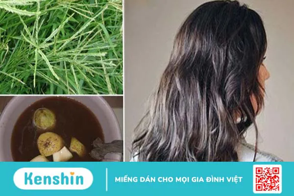 Cỏ mần trầu: Công dụng, cách dùng, lưu ý khi sử dụng