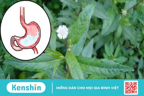 Cỏ mực có tác dụng gì? 12 tác dụng của cây cỏ mực (cỏ nhọ nồi)