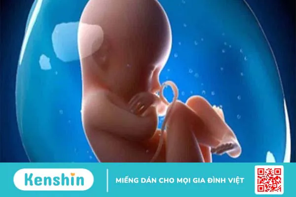 Có nên sử dụng tảo spirulina cho phụ nữ mang thai không?