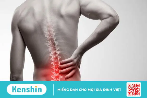 Cỏ ngọt là gì? 8 tác dụng của cỏ ngọt đối với sức khoẻ bạn nên biết