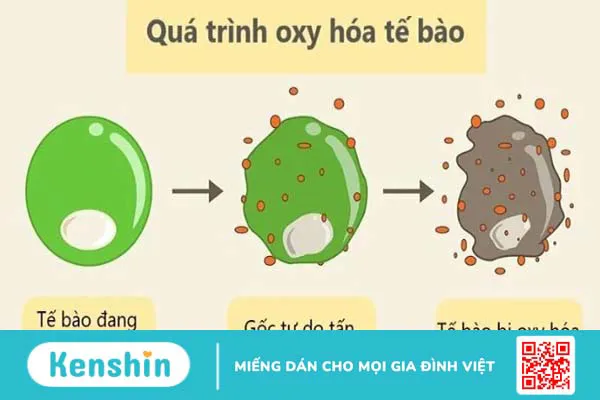 Có thể sử dụng Cỏ đuôi ngựa để chăm sóc tóc không?