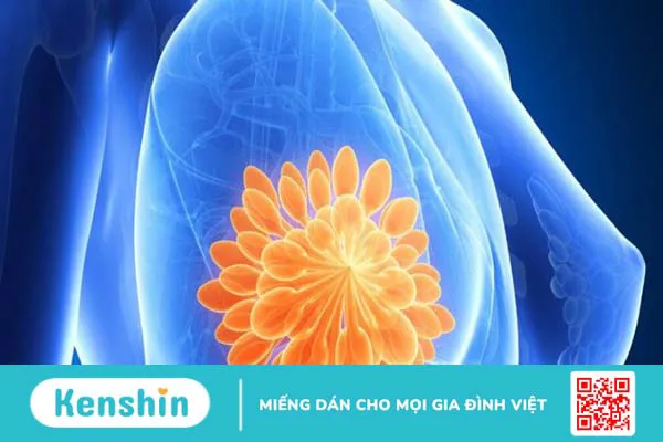 Coenzyme Q10 là gì? 12 tác dụng, cách dùng, thực phẩm chứa Coenzyme Q10