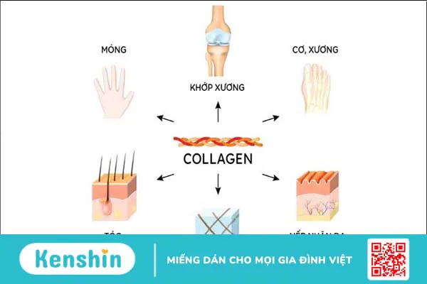 Collagen là gì? 10 tác dụng của collagen đối với sức khỏe bạn nên biết