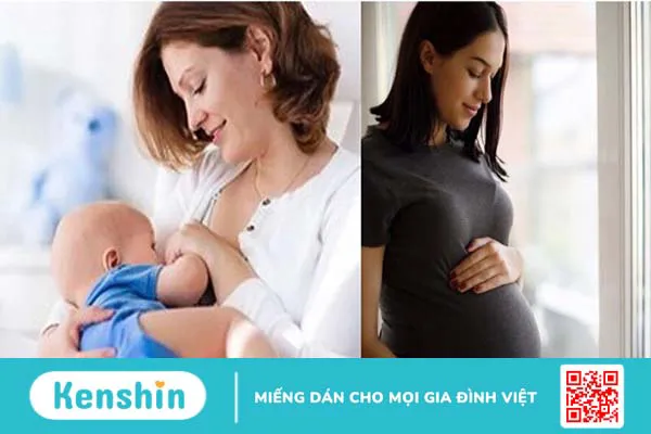 Công dụng chữa ho của bách bộ