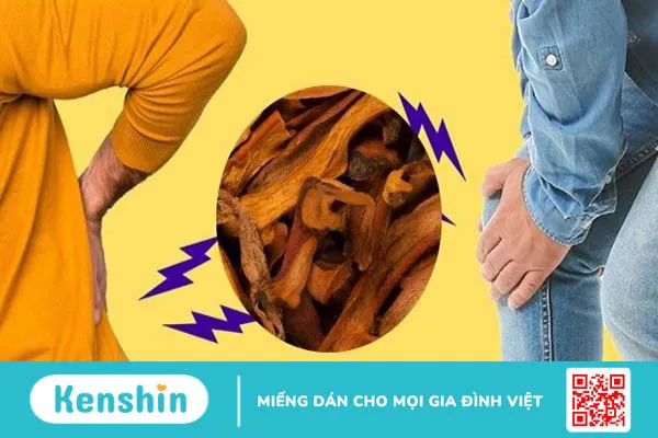 Cốt toái bổ có tác dụng gì? Công dụng và liều dùng cốt toái bổ