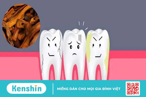 Cốt toái bổ có tác dụng gì? Công dụng và liều dùng cốt toái bổ