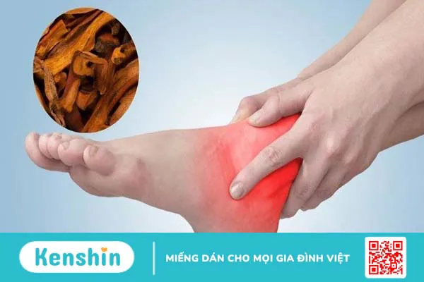 Cốt toái bổ có tác dụng gì? Công dụng và liều dùng cốt toái bổ