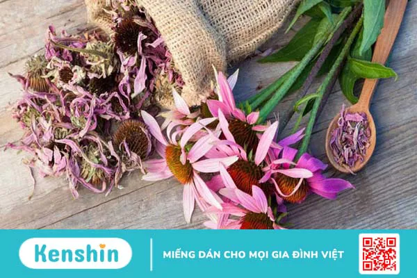 Cúc tím (Echinacea) có nên dùng cho trẻ em không?