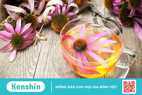 Cúc tím (Echinacea) có tác dụng đối với bệnh cảm lạnh không?