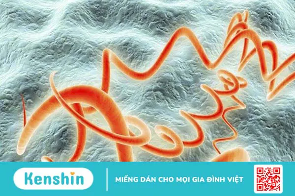 Dấu hiệu nhận biết bệnh giang mai sớm nhất qua các giai đoạn bệnh