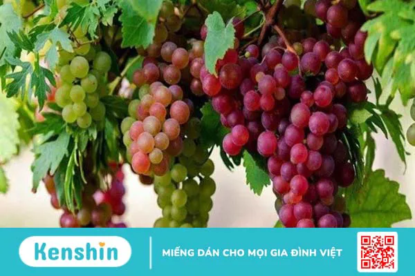 Đau xương khớp nên ăn gì? 30 thực phẩm giúp giảm đau xương khớp