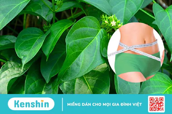 Dây thìa canh có tác dụng gì? Cách sử dụng cây thìa canh tốt cho người tiểu đường