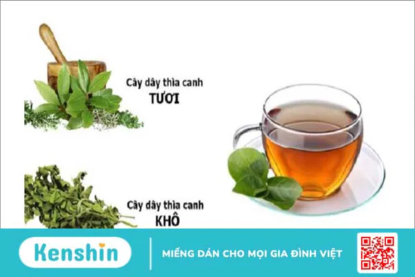 Dây thìa canh có tác dụng gì? Cách sử dụng cây thìa canh tốt cho người tiểu đường