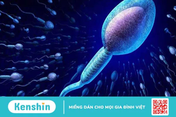 Dị ứng tinh trùng và các dấu hiệu dị ứng tinh dịch mà chị em cần biết