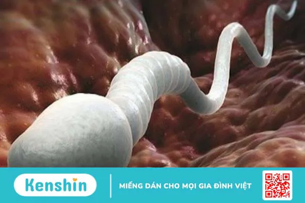 Dị ứng tinh trùng và các dấu hiệu dị ứng tinh dịch mà chị em cần biết