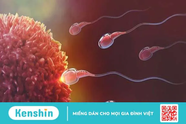 Dị ứng tinh trùng và các dấu hiệu dị ứng tinh dịch mà chị em cần biết