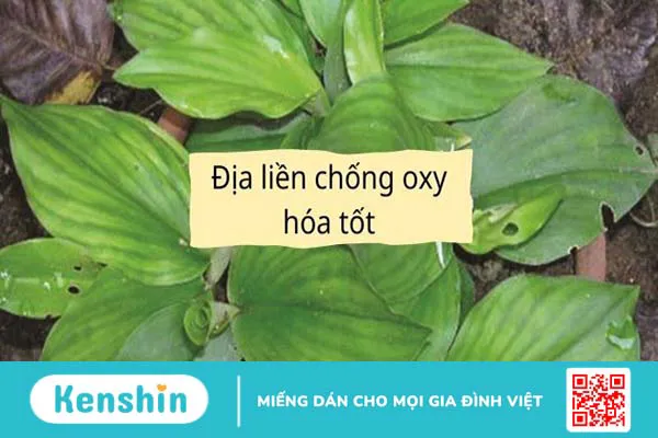 Địa liền có tác dụng gì? 9 tác dụng của địa liền có thể bạn chưa biết