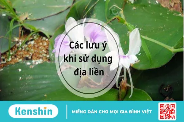 Địa liền có tác dụng gì? 9 tác dụng của địa liền có thể bạn chưa biết