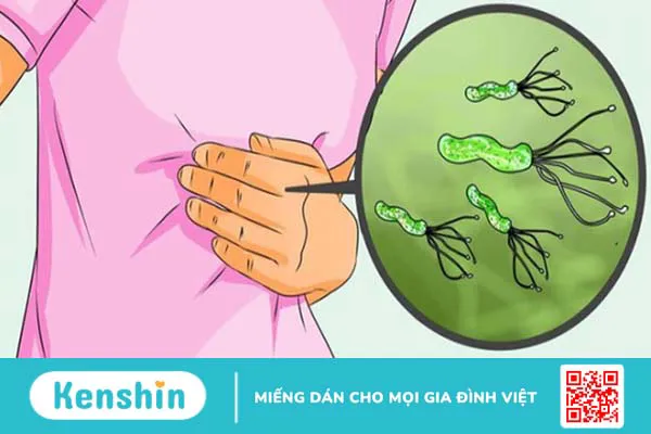 Diệp hạ châu là gì? Tác dụng, cách sử dụng lưu ý khi dùng