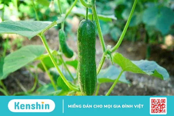 Dưa leo (dưa chuột) bao nhiêu calo? Ăn dưa leo có giảm cân không?