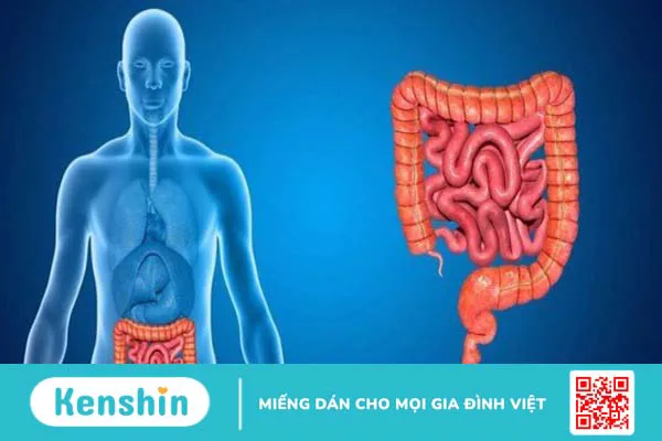 Đương quy có tác dụng gì? 11 công dụng của đương quy với sức khỏe