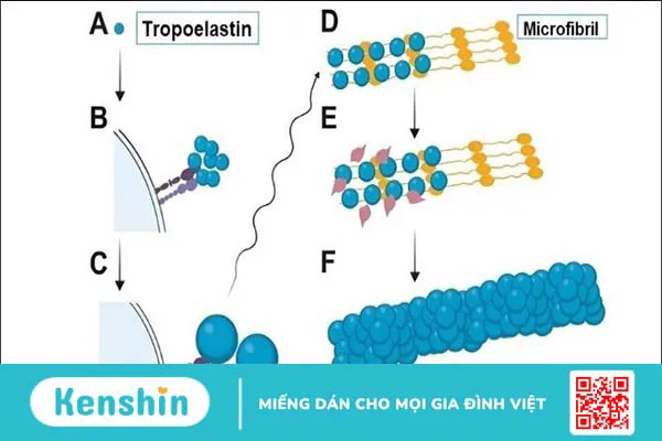 Elastin là gì? 6 tác dụng của elastin đối với làn da bạn nên biết