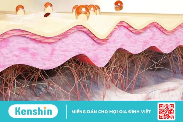 Elastin là gì? 6 tác dụng của elastin đối với làn da bạn nên biết