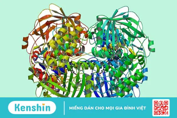 Enzym catalase là gì? Vai trò của emzym catalase đối với đời sống