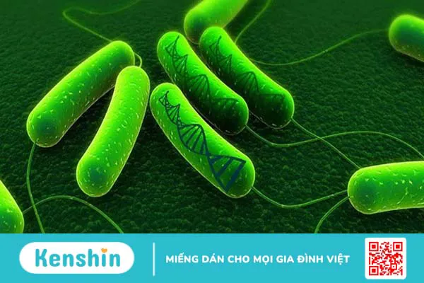 Giấm táo là gì, tác dụng, cách dùng, lưu ý khi sử dụng giấm táo