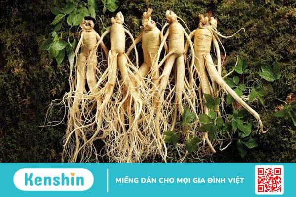 Ginkgo biloba là gì? Cách dùng, liều dùng, lưu ý khi sử dụng