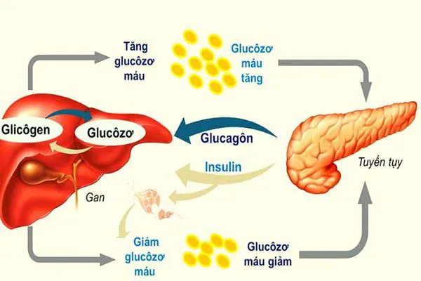 Glucose là gì? 5 vai trò của Glucose đối với cơ thể