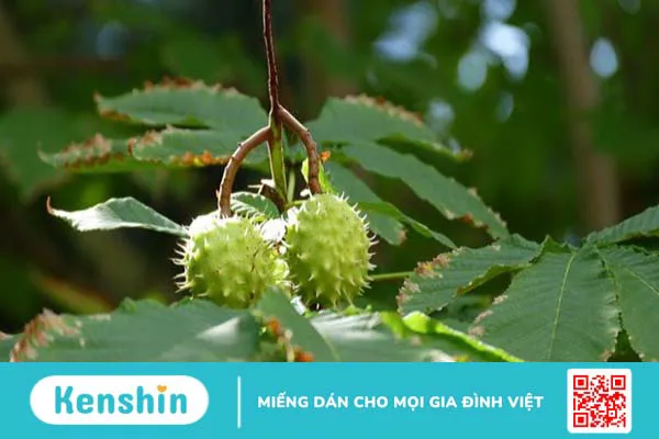 Hạt dẻ ngựa (Horse Chestnut) là gì? 8 tác dụng của hạt dẻ ngựa đối với sức khỏe