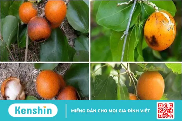 Hạt mã tiền có tác dụng gì? 9 bài thuốc và lưu ý khi chữa bệnh