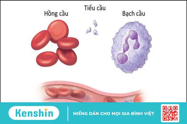 Hiến máu có tốt không? 9 lợi ích của hiến máu nhân đạo với sức khỏe